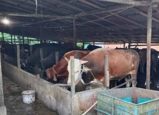 sapi potong 200-350kiloan siap nazar sedekahan ramadhan iedul fitri ok