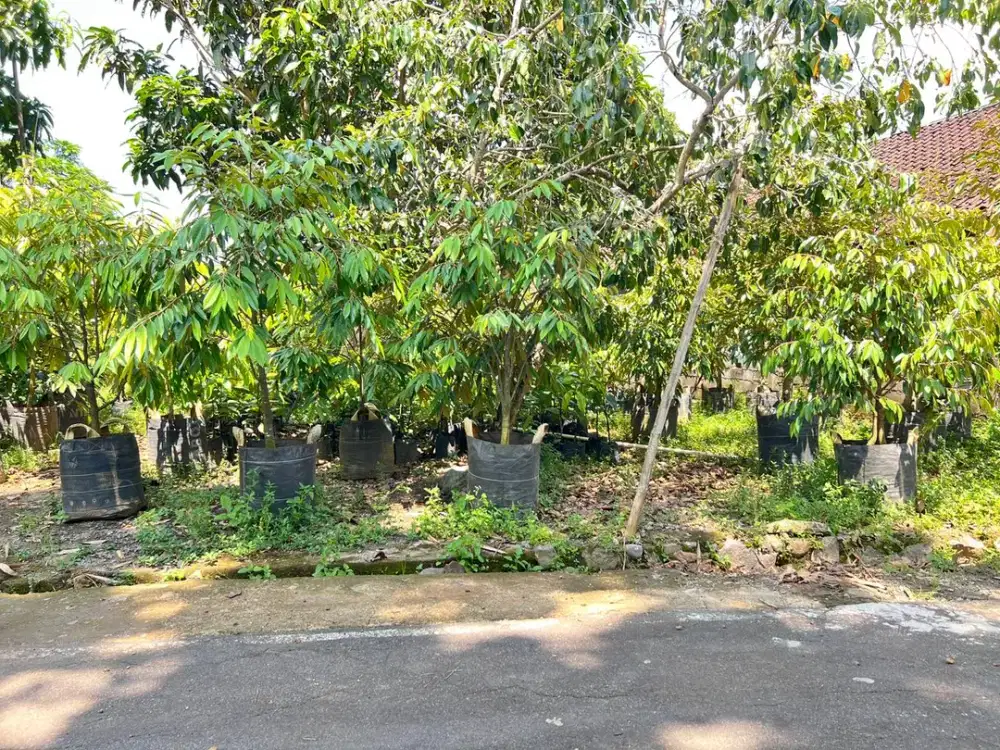 Tanah 405m Utara Mojogedang Karanganyar Strategis