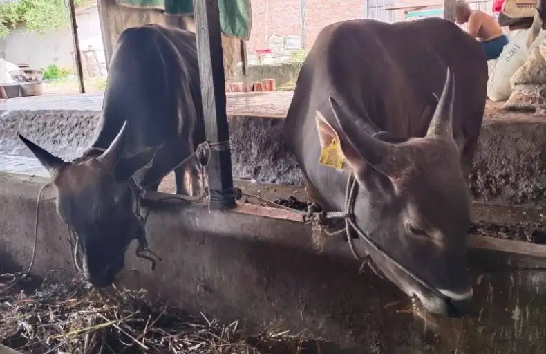 sapi potong 200-400kiloan siap hajatan nazar sedekahan ramadhan manteb
