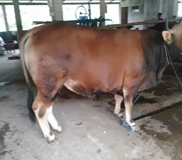 sapi potong 200-400kiloan siap hajatan nazar sedekahan ramadhan manteb