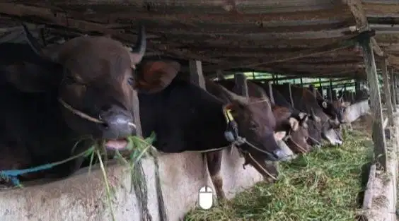 sapi kurban 250kiloan siap hewan qurban murmer 2026 ekonomisan manteb