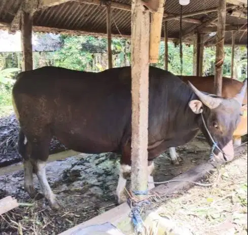 sapi potong 200-350kiloan siap hajatan nazar sedekahan iedul fitri top