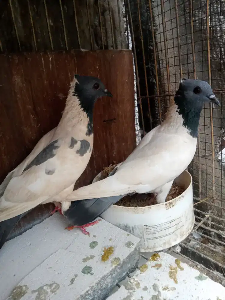 Burung dara merpati songkop