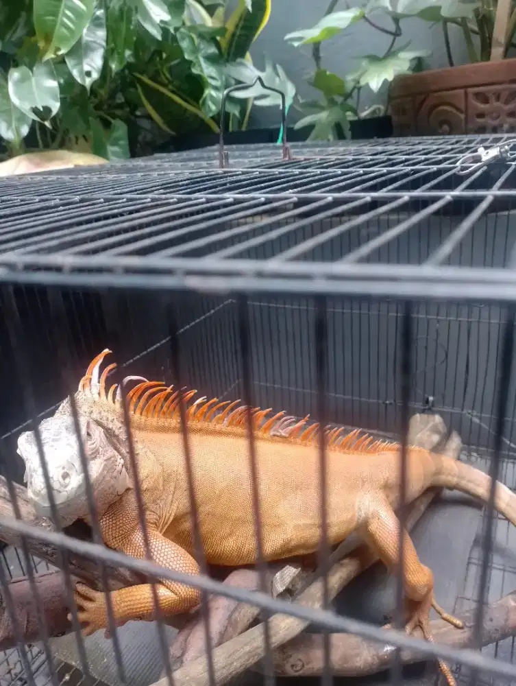 Iguana betina super red dewasa