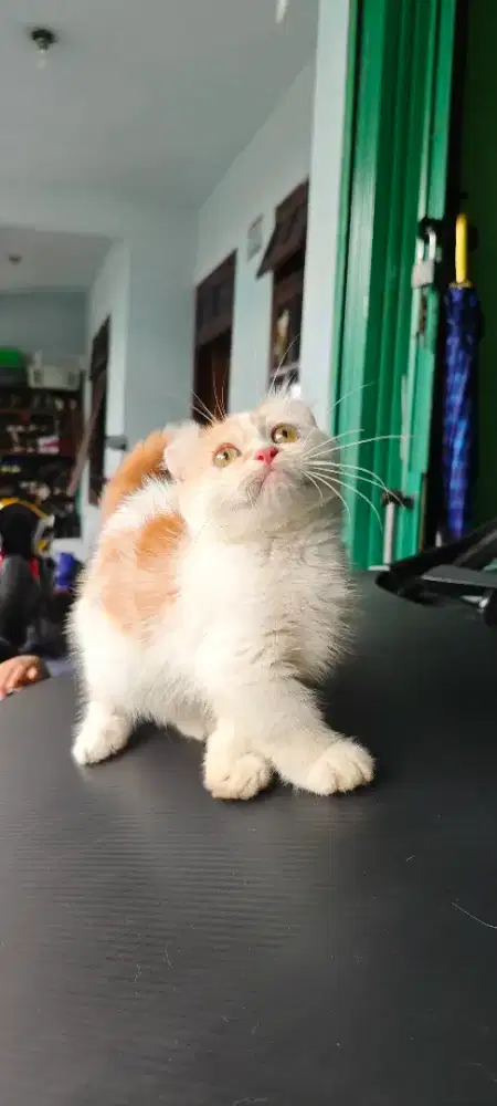 kucing munchkin kinkalow