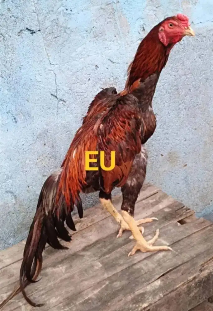 Ayam Bangkok Edisi SHAMO JEPANG PETARUNG