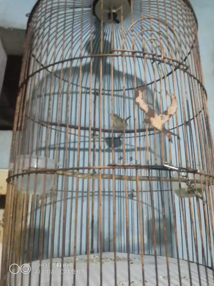 Prenjak atas cewe PURTOT di BSD