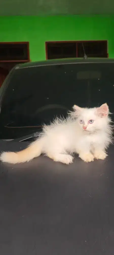 kucing munchkin redpoit putih longhiar