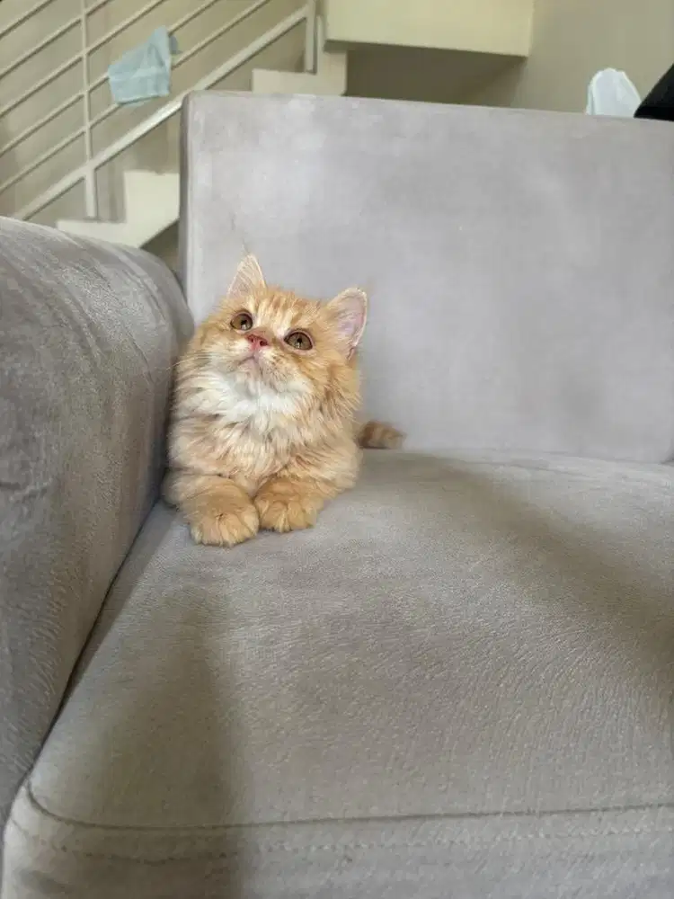 Mainecoone kitten jantan