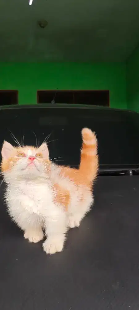 kucing munchkin short hair 3 bulan