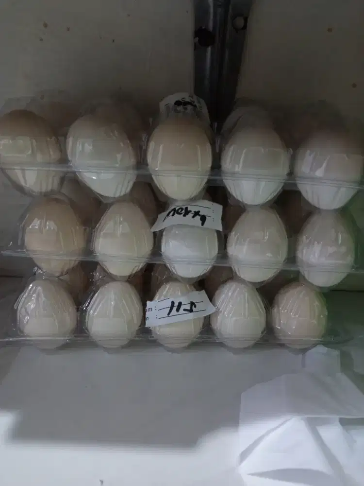 Telur ayam kampung omega