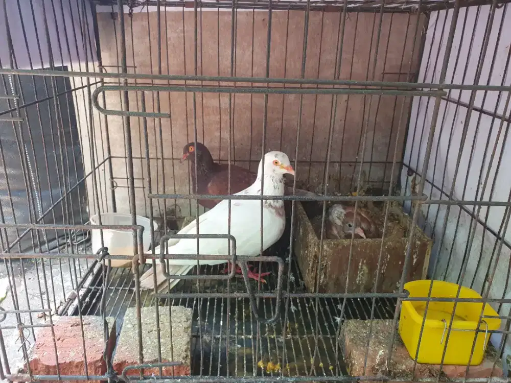 Burung merpati sejodoh