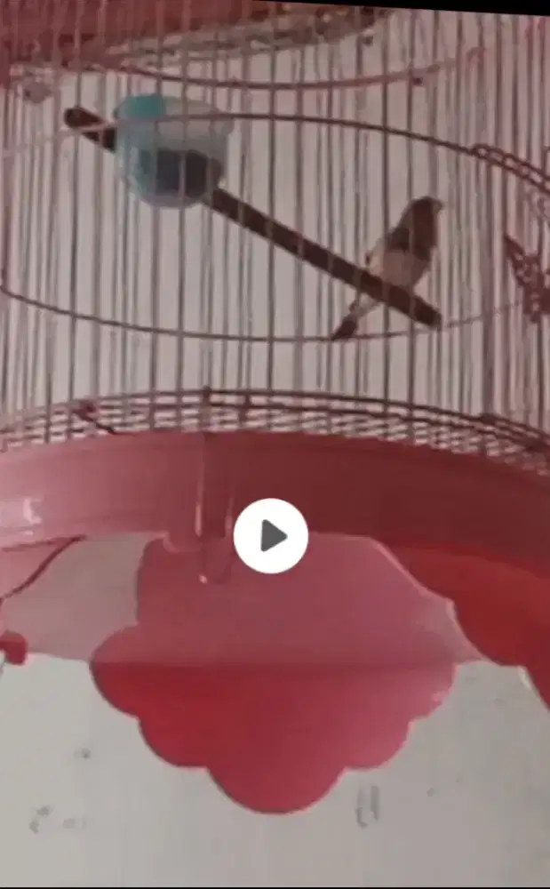 Blacksang Gacor Corr, Tidak Giras