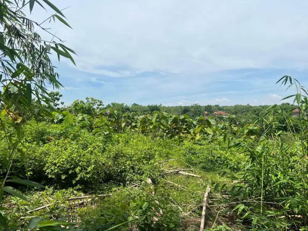 Tanah Murah 970m² Hanya 75 Juta Sragen