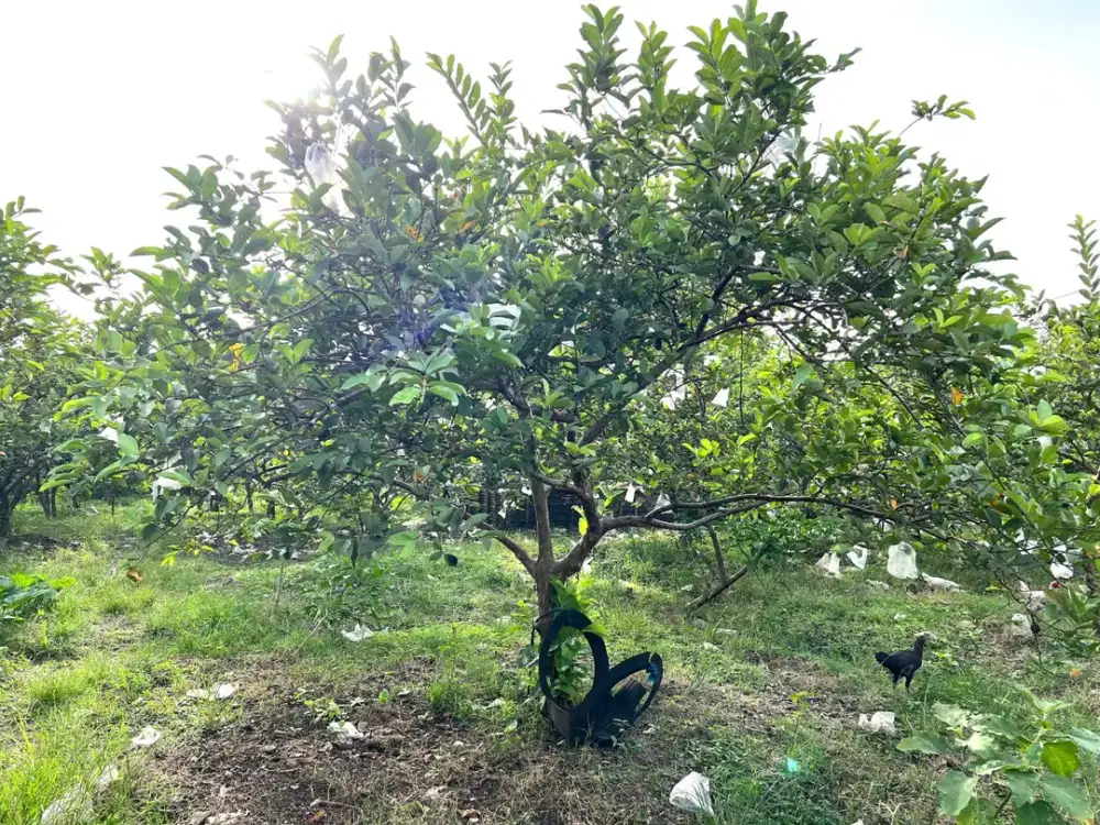 Tanah 6670m² Kebun Jambu Siap Panen Sragen