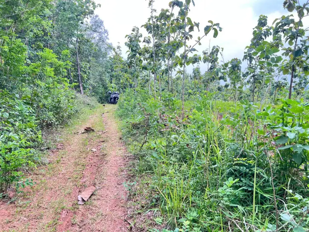 DIJUAL TANAH PEKARANGAN 1 HEKTAR  – SAMBIREJO, SRAGEN–SOLO