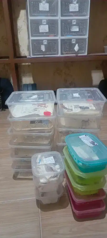 Leopard gecko Jaktim black night