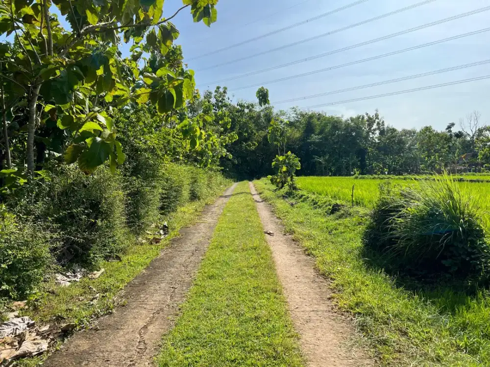 Tanah Subur 5360m² View Gunung Lawu Sragen