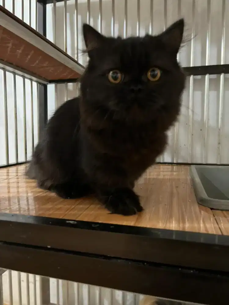 Lepas adopt Munchkin Scottish straight jantan black smoke