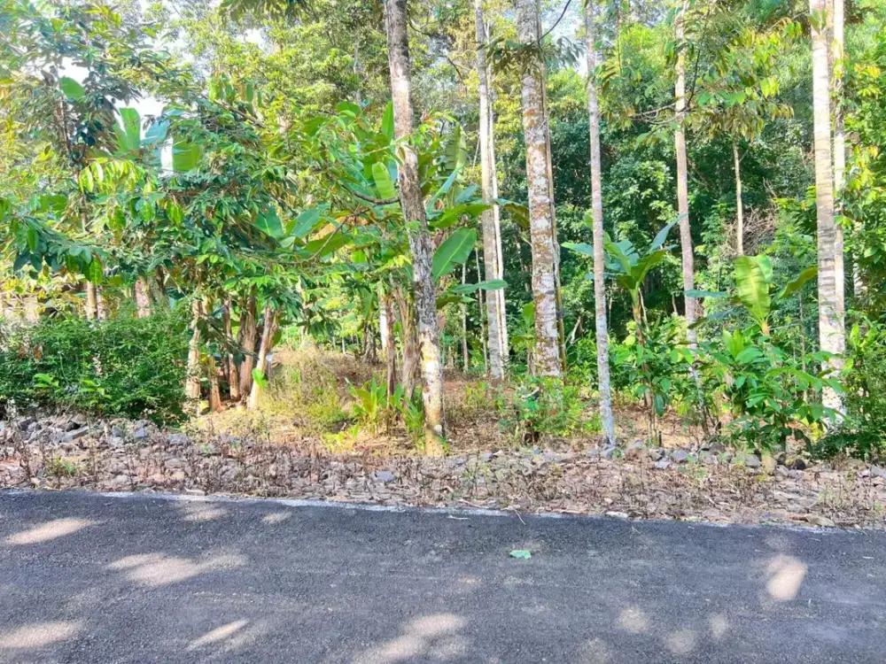 Kebun Durian 300 Juta Utara Pasar Mojogedang Karanganyar