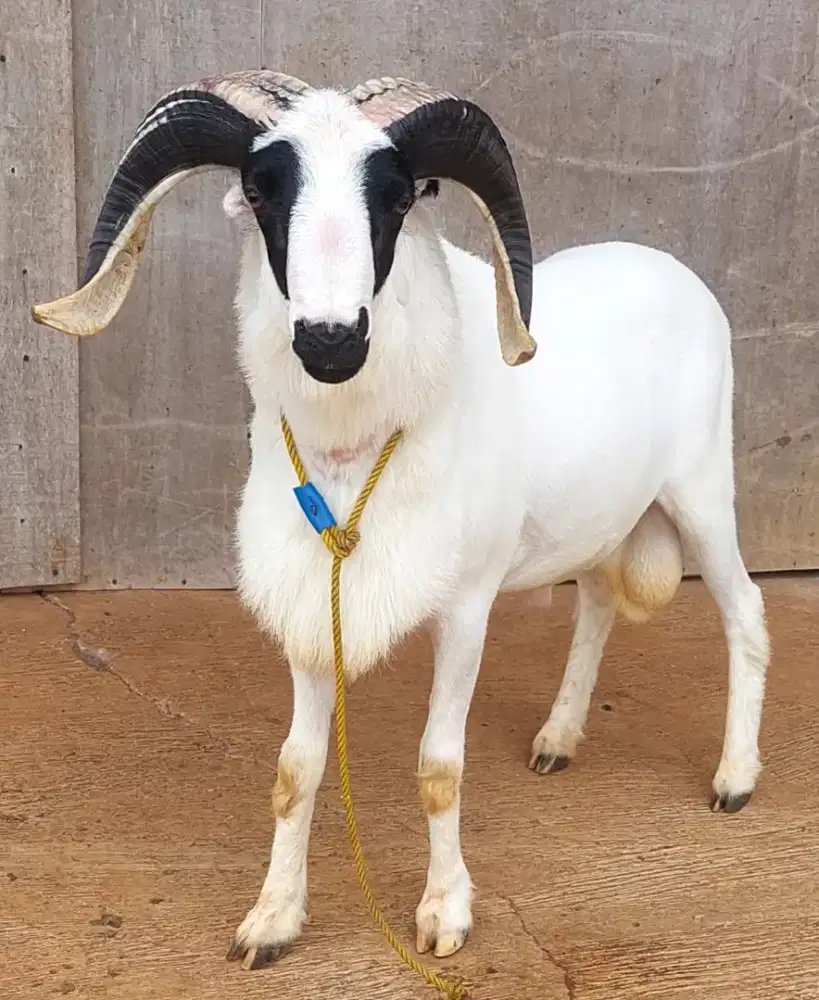 Domba kurban dan aqiqah