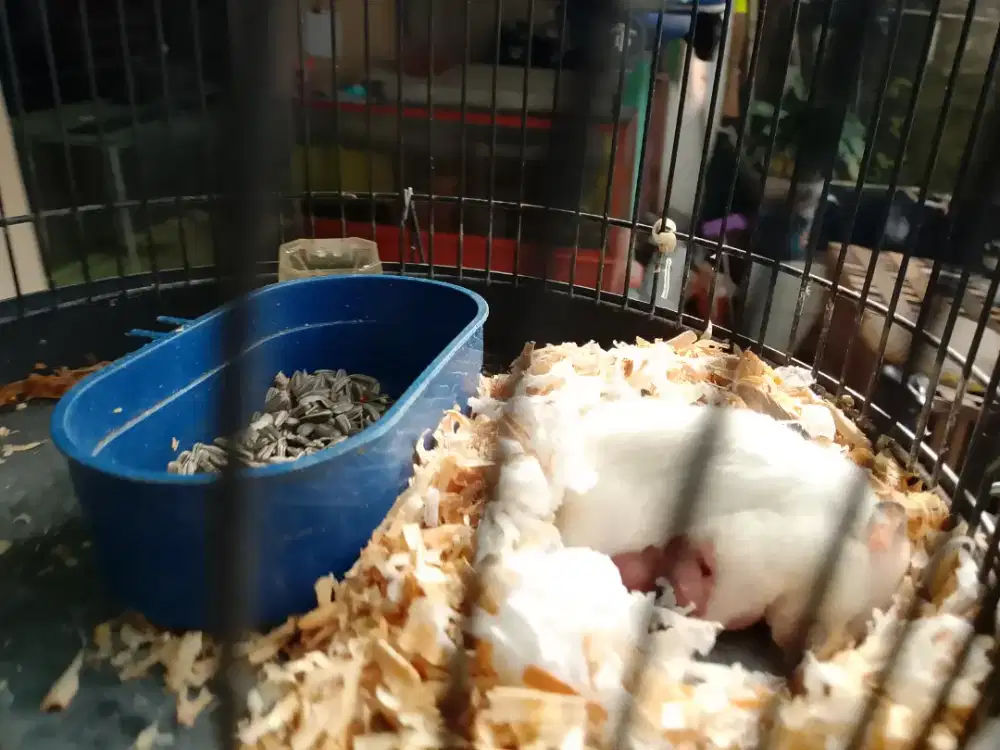 2 hamster + 6anak & aquarium