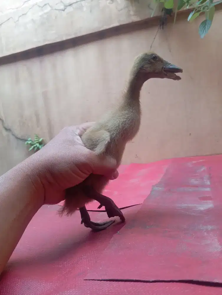 Jual BEBEK anakan 1 ekor