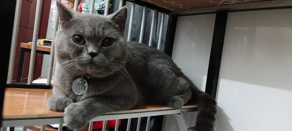 La kucing Bsh Jantan