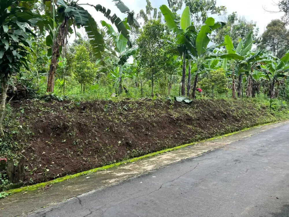 Tanah 250 Juta Bonus Pohon Durian Karanganyar