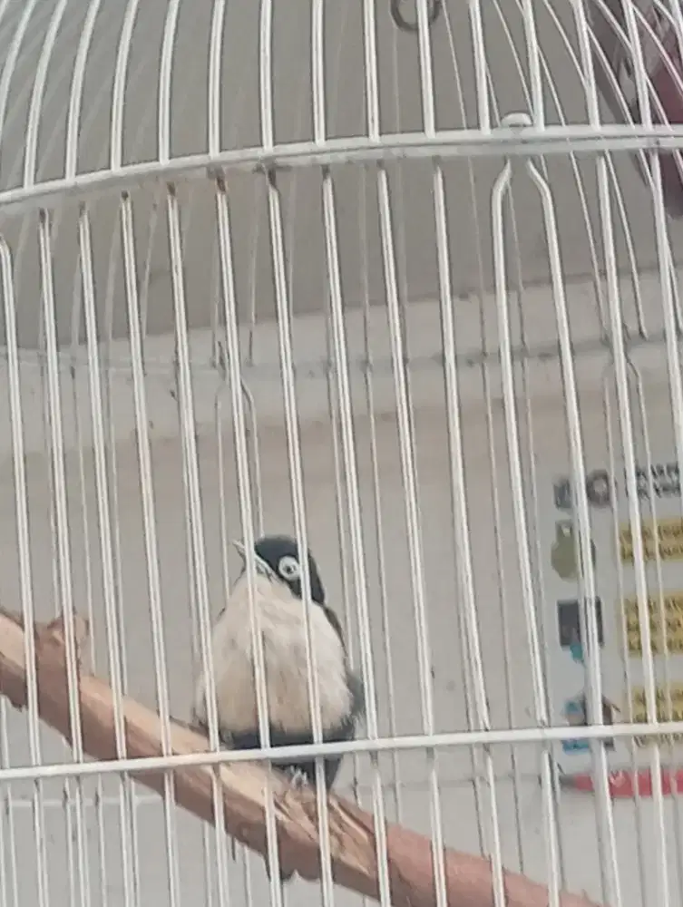 Rambutan doremon gacor