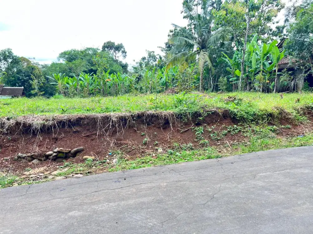 Kebun Durian 700m² 250Juta Kerjo Karanganyar