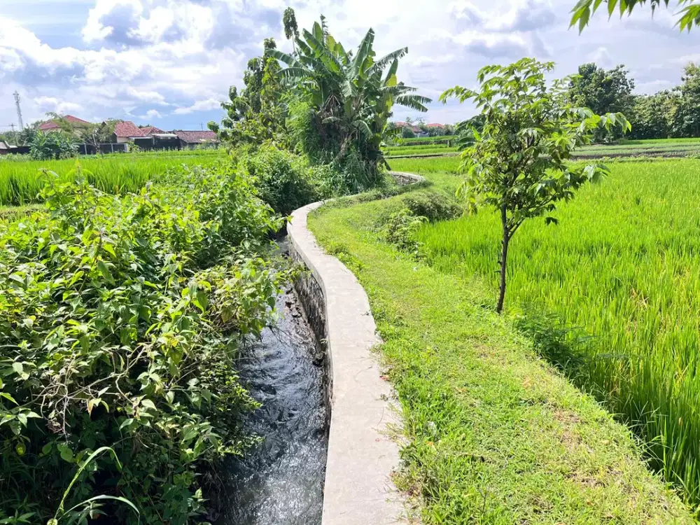 Tanah Sawah Subur 2150m² Kedawung Sragen