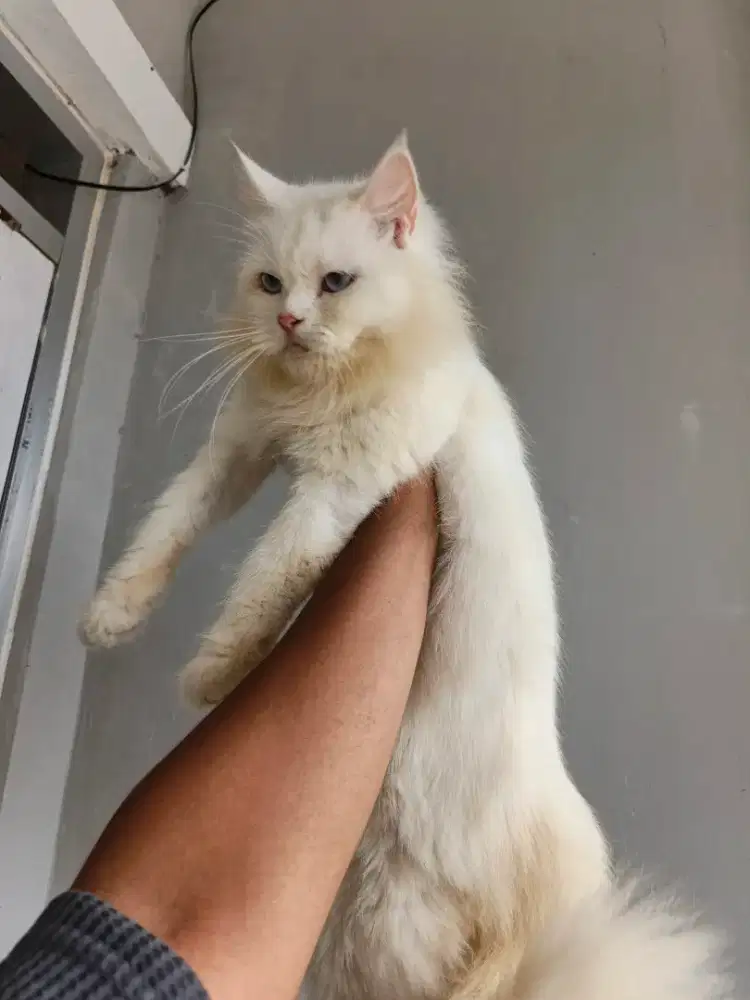 Betina persia ganti pakan provn