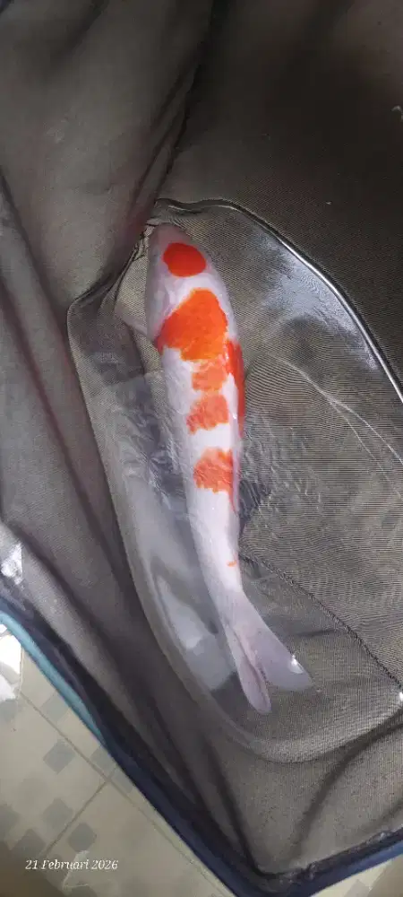 KOI TANCHO KOHAKU