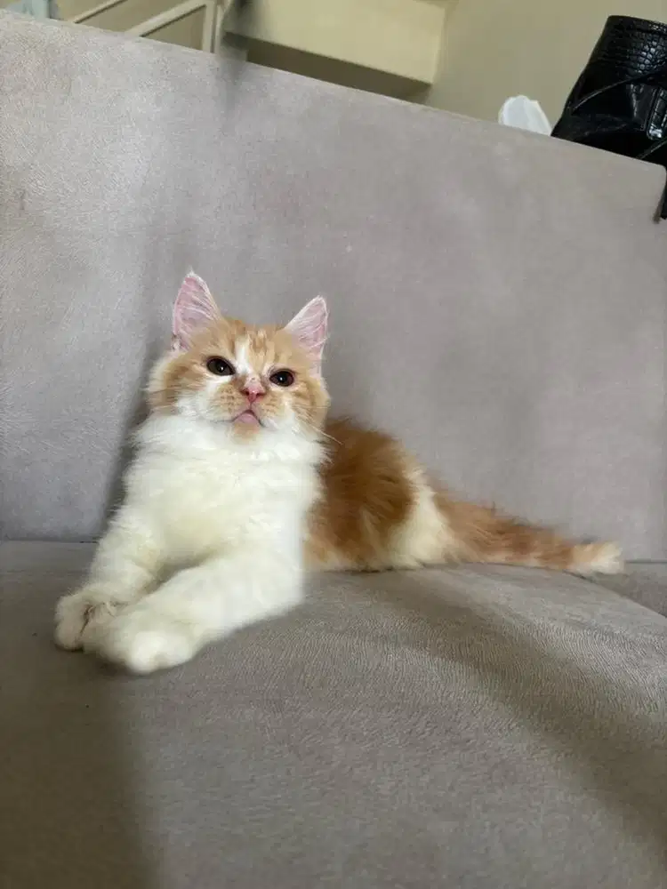 Mainecoon kitten betina