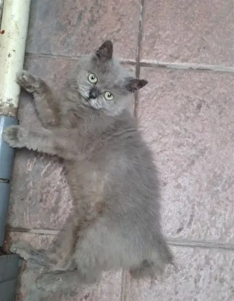 Kucing kitten Persia