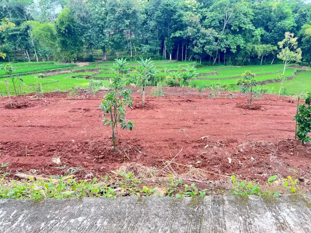 Kebun Buah 2627m² View Hamparan Sawah Karanganyar