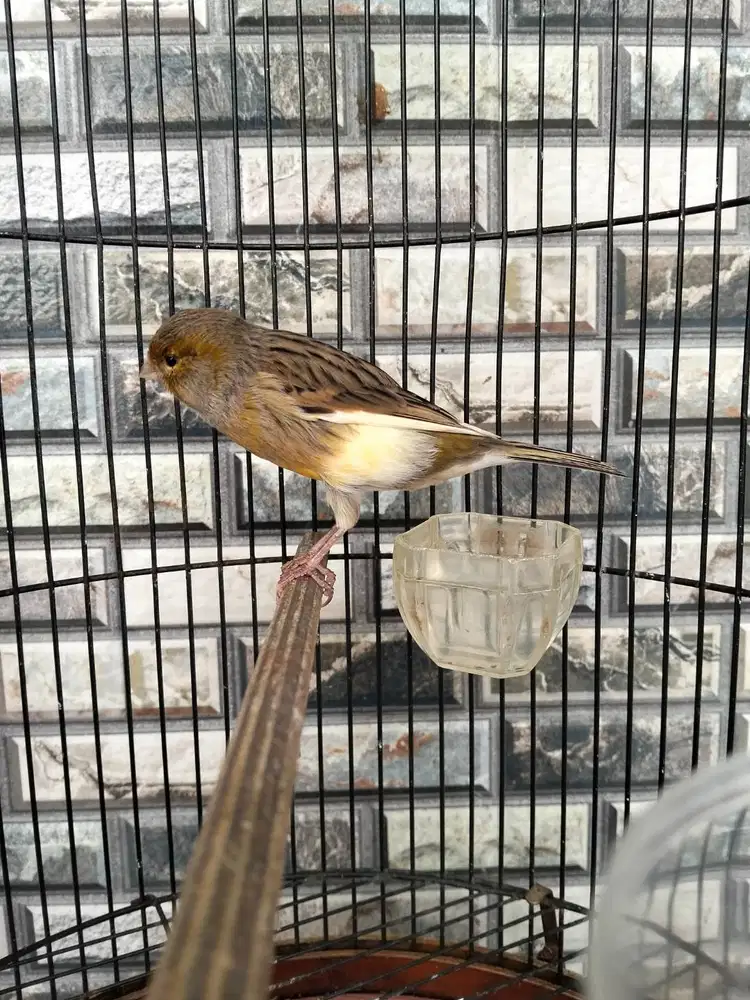 BURUNG KENARI JANTAN MUDA