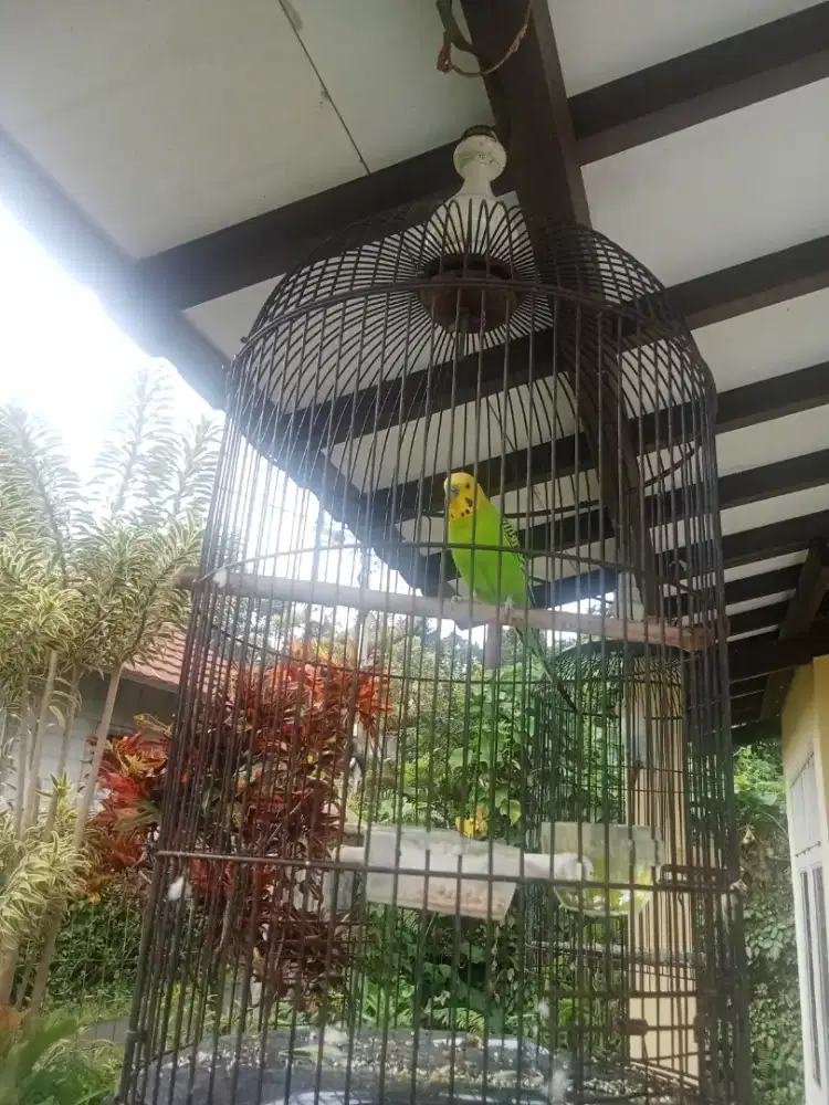 Burung parkit gacor siang malam