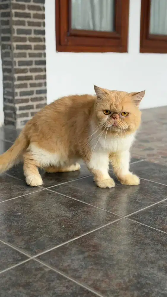 JUAL CEPAT PERSIA PEAKNOSE JANTAN JAGO KAWIN