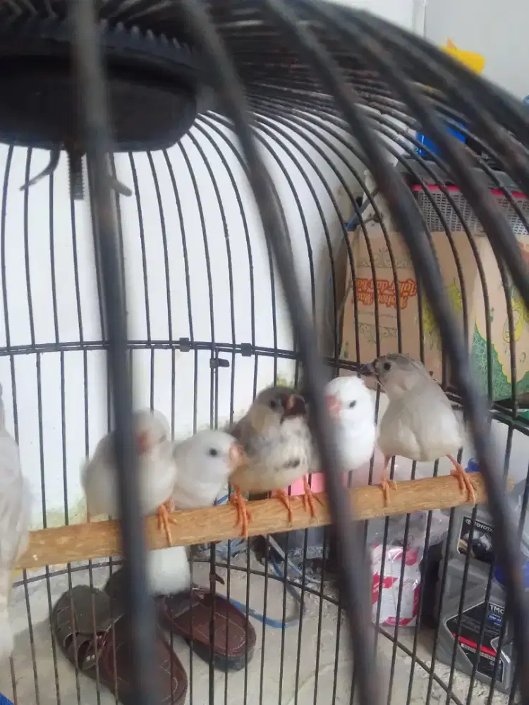 Zebra finch Siapan dan Paud (Murmer)