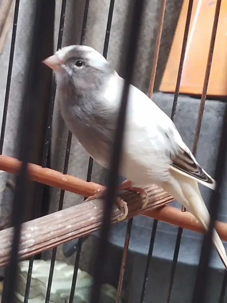 Dijual!!! Kenari AF panda gacor kicauan mewah