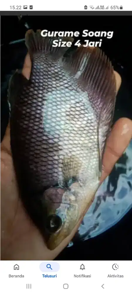 Jual Calon Induk Gurami 4jari, harga Murah..