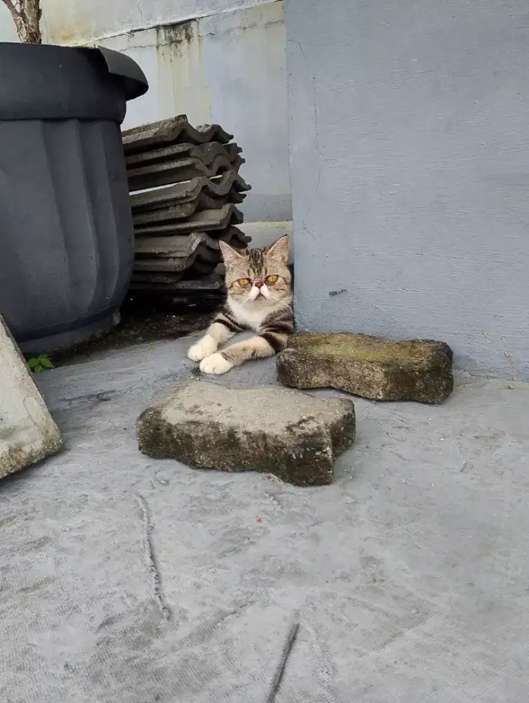 Jual kucing persia peaknose jantan