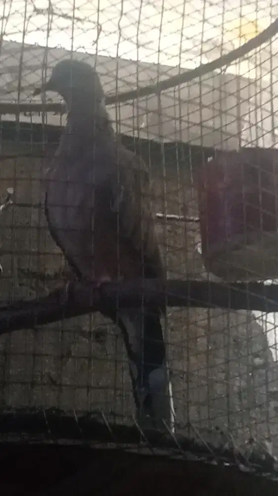 Tekukur dh kepantau kuk 3 umur 3/4 bulan jalan