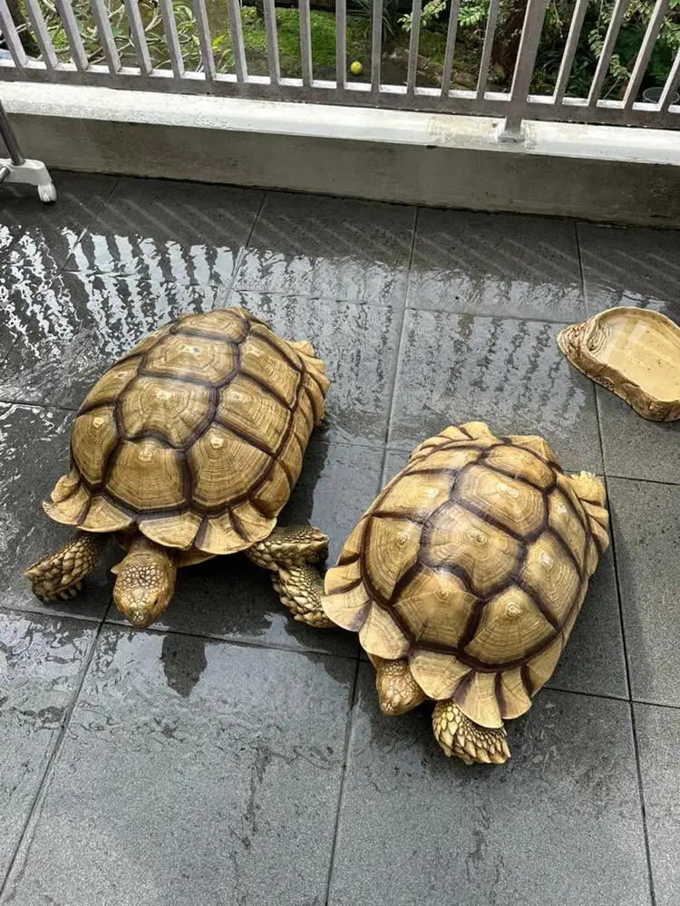 Tortoise Sulcata Jantan Dewasa