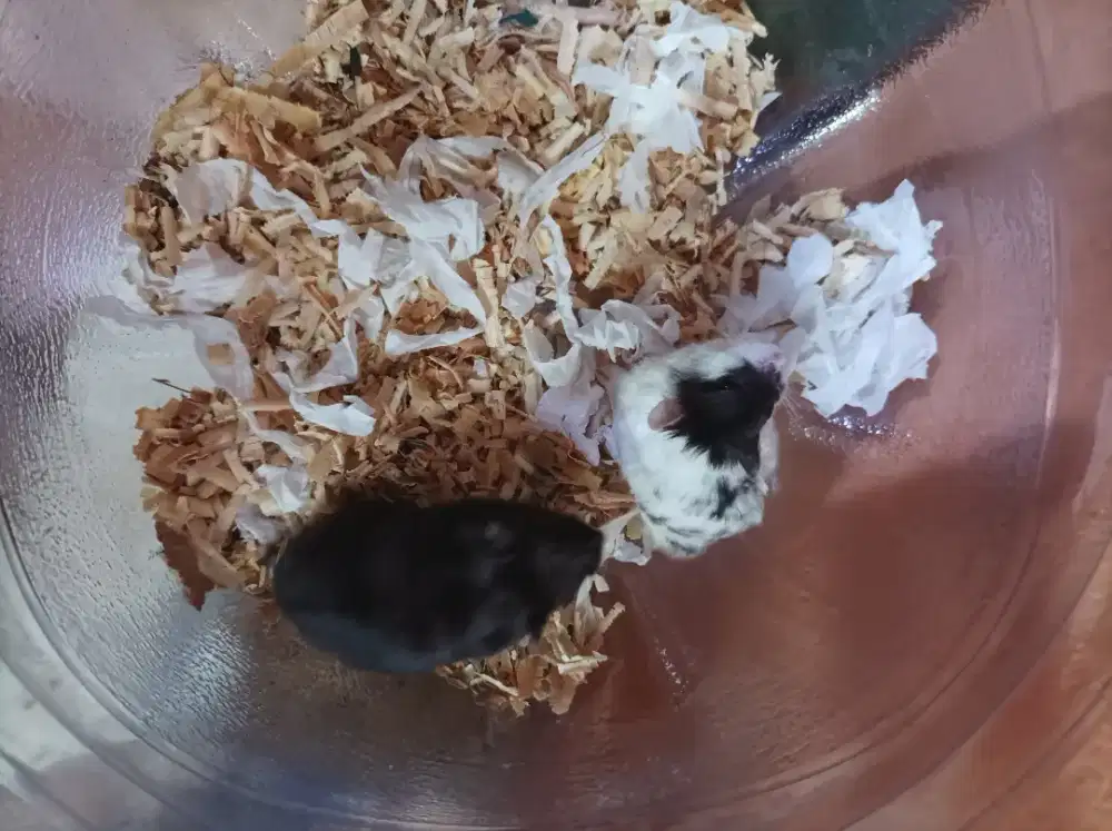 Hamster Campbel Indukan