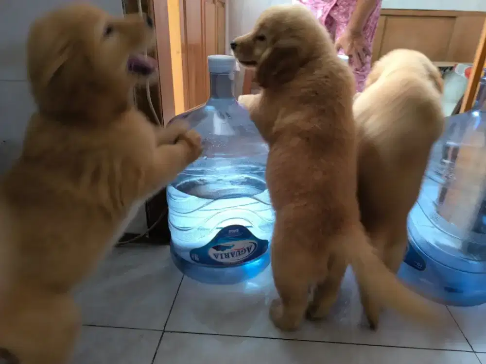 Anak Anjing Golden Retriever 2 bln