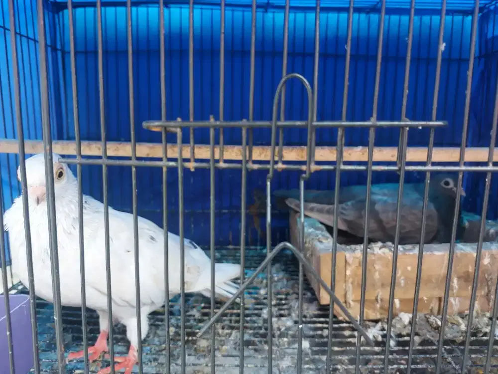 Merpati Wina Indukan