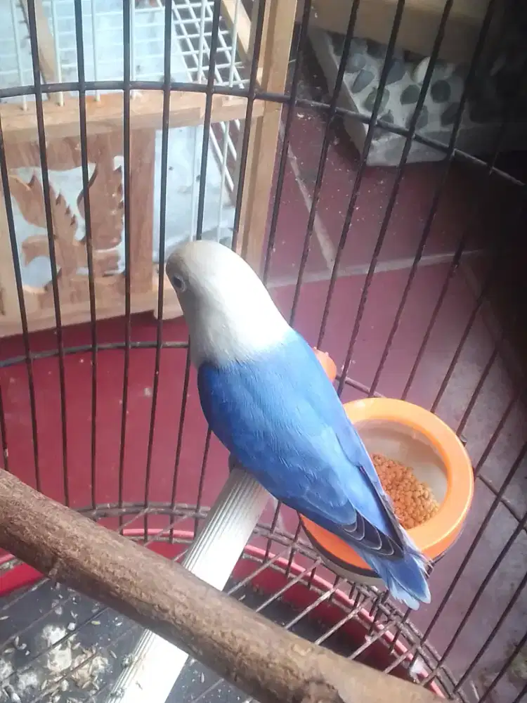 LOVEBIRD PB 350 AJA HARGA NET AJA JUAL BURJA